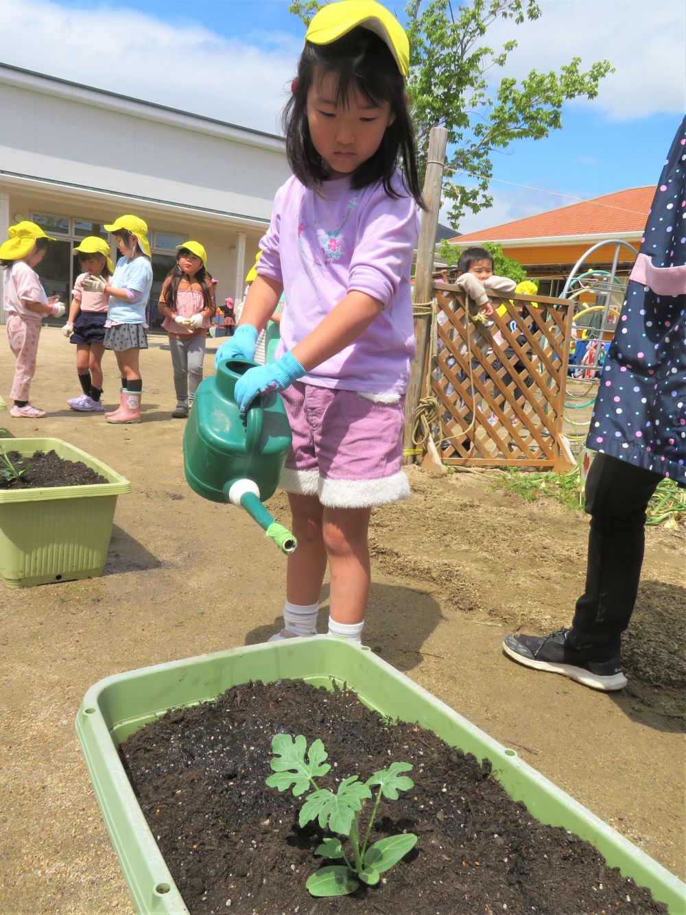 苗を植え終わり「終わった～～！！」と嬉しそうな子ども達。
「このまま待ってたら元気に育つかなぁ？」と聞いてみると、
「あっ！お水！！」と気づいたキリン組さん。
最後はたっぷり水やりをして、「元気に大きくなぁれ」とお祈りしました♪