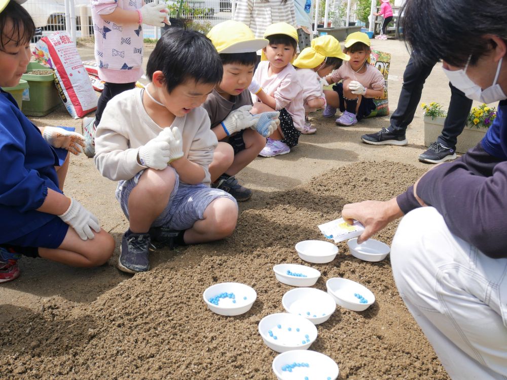 毎年恒例の夏野菜ですが、今年初めて挑戦する【枝豆】づくり。
枝豆は苗ではなく種から育てることにチャレンジします！

どんな種を植えるのか、みんなわくわく待っていると、
袋から出てきたのはなんと鮮やかな水色の種！
「え～～緑じゃないんだ！」と驚き顔の子ども達。
「ほんとは茶色なんだけどね・・・」と松浦先生が教えてくれると・・・
「じゃあなんでこんな色なん？」と、水色になっている理由を考えます。

「松浦先生がペンキを塗ったんじゃろ」と言う声が聞こえたり（笑）

正解は「元気に育つための薬が塗ってあるから」でしたが、答えが分かるまで、色々考えるのが楽しい時間ですよね♪
