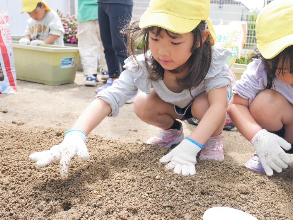 畑に指で穴をあけ、その中に1つずつ種を入れていきます。
土を優しくかけたら出来上がり。作業自体は簡単ですが、種が100個もあったので、なかなか根気のいる枝豆担当の子ども達。
「どこに植えたかわからんくなったぁ」
「ここ、まだ植えてないとこかなぁ？」と友達と確認しながら植えていきます。