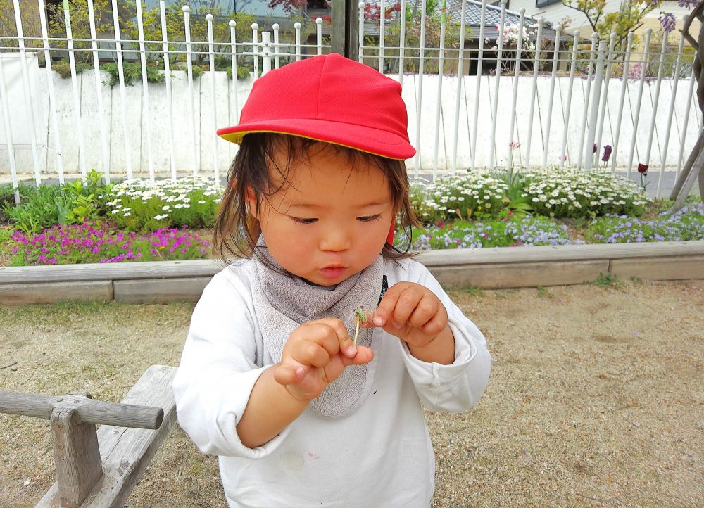 ネモフィラやノースポールの花と、
暖かな気温のおかげで、園庭に鮮やかな花がたくさん咲いています♡
「あ！」と指をさしてみたり、近くで見つめたり摘んでみたりしながら、
春の花を楽しんでいるヒヨコ組のみんな♪



「Kちゃん、タンポポみつけた！」
園庭にでてさっそく、綿毛になったタンポポをみつけたKちゃん
じーっと不思議そうに見つめて、つまんで感触を楽しみます