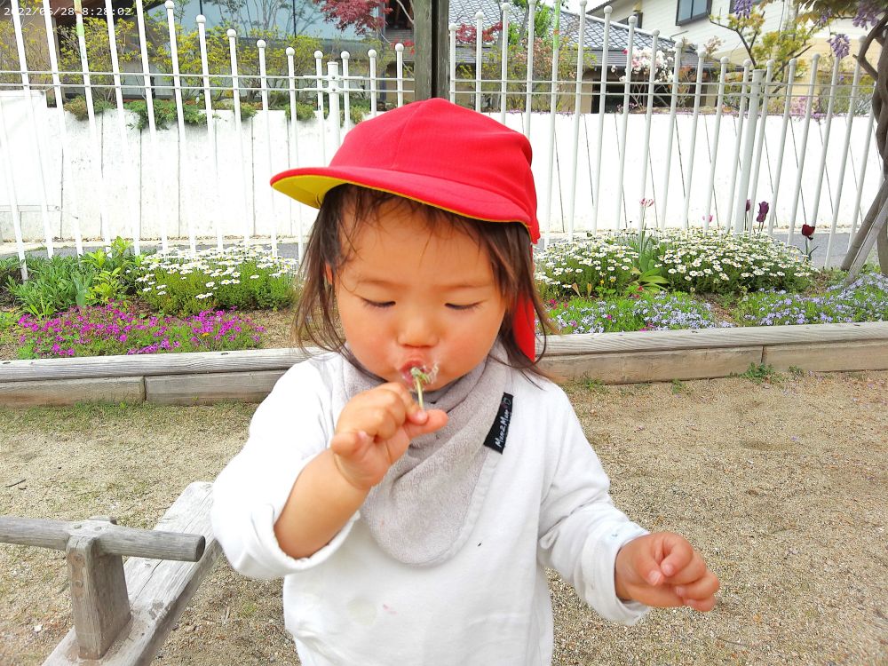 今度は、ふーっと息を吹きかけてみます
すると・・・


フワフワと綿毛が飛んでいきました♪


それが楽しくって思わずニコッと笑うKちゃん
