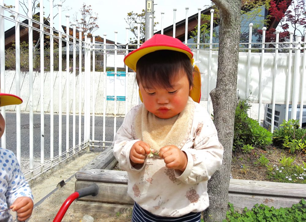 それを見ていたNくん
自分で綿毛を探しに花壇を探索しに行きます！

見つけた！と
NくんもKちゃんの真似して、息をふーっと吹きかけました

あれ？飛んでいかない・・・と首を傾げながら繰り返しています
近くで見るとN君が持っていたのは、シロツメクサの花！

似ているけどちょっと惜しかったね！
やりとりがとっても微笑ましかったです♡
