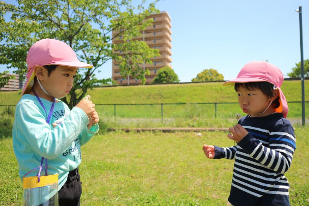 「これってフーってしたらとぶ？」
「やってみよう！」
気になったことは試してみる♡

「あれ？とばん！」
「これはたんぽぽじゃないんかもね」

草花の違いにも気づく♡