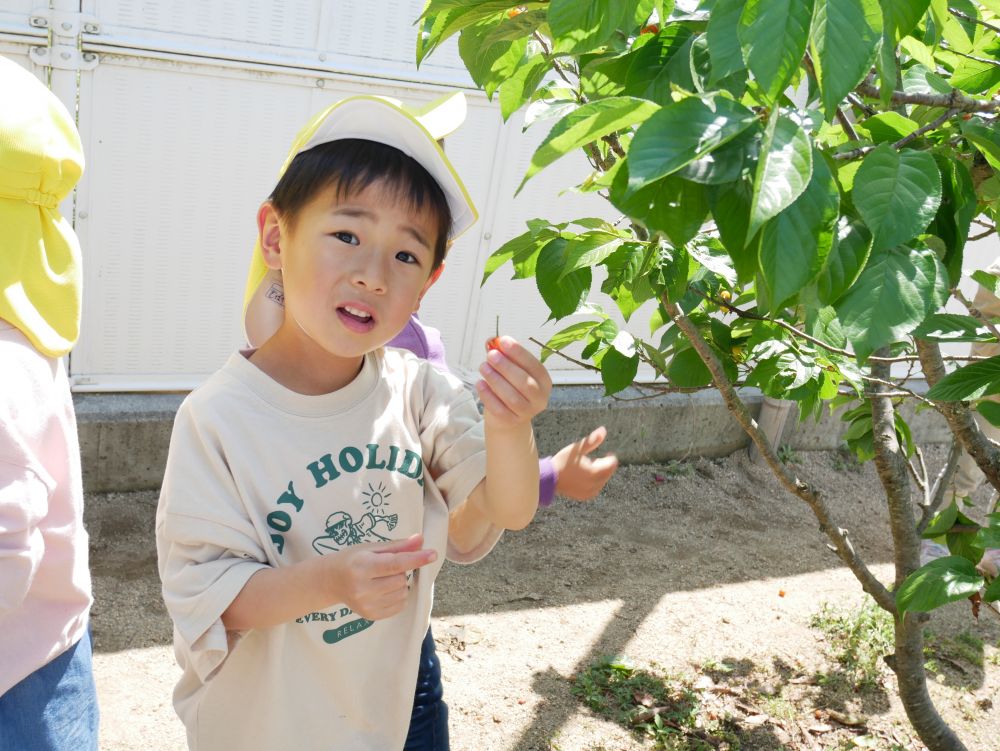 菜園活動や散歩を通して野菜や自然物にも興味を持ち
いろいろな発見をしているキリン組さん
思った事、気づいた事を伝え合っています



小さなさくらんぼの実ができた頃から
「さくらんぼ出来とるね」
「いつ赤くなるんかね？」
「いちごも出来とったよ」
友達と気付きを伝え合い、いちごやさくらんぼが
赤くなるのを楽しみにしている様子だったキリン組さん

玉ねぎのあとはさくらんぼの収穫だ♡
「赤いのあった！！」