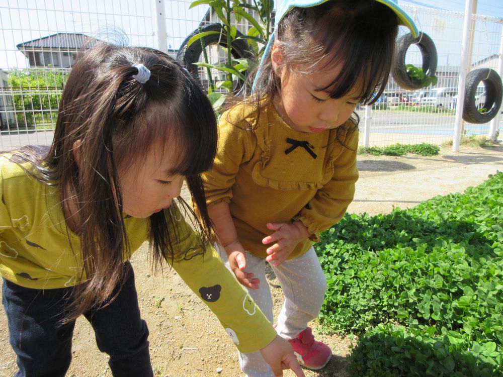 「ここにいるよ！」
「どこ　どこ？」
ⅯちゃんとUちゃんは一緒に虫探し！
見つけた虫を触るのが少し怖かったМちゃん
虫が大好きなUちゃんを呼んで捕まえてもらいました！
