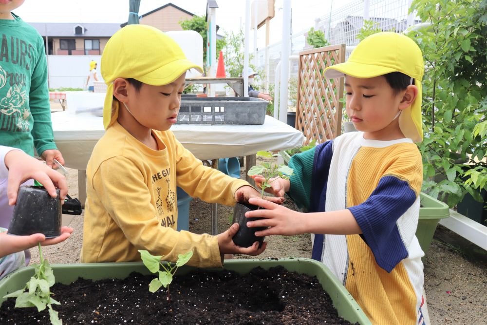 GW明けのゆめはうす認定こども園

夏に向けてアサガオの苗を植えたよ
今年もアサガオを使って、たくさん遊びたいな