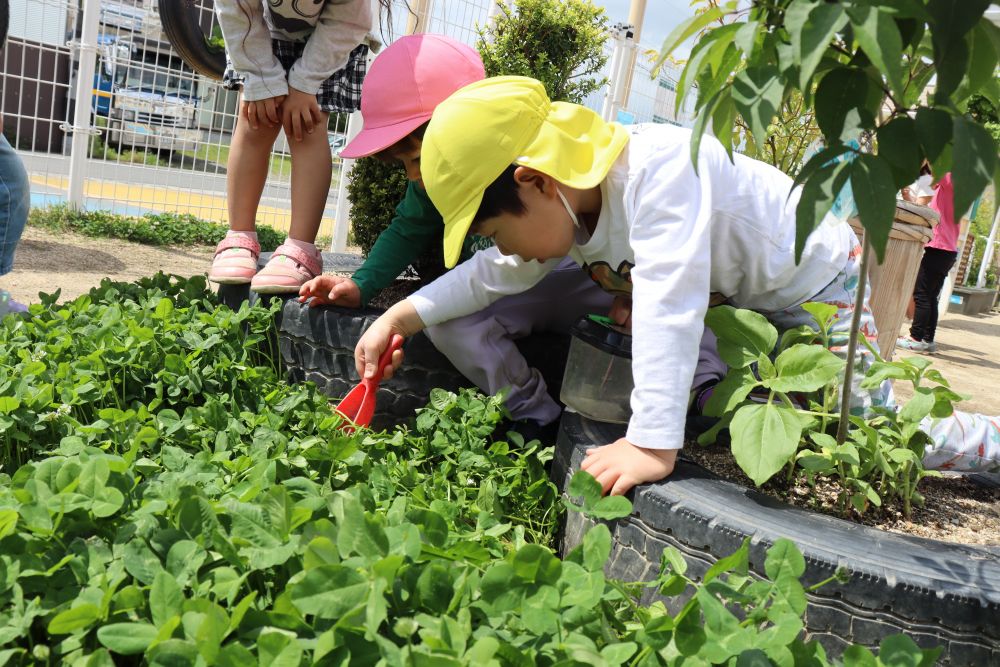 園庭の隅では草むらで虫探しを楽しむ
いつもの光景