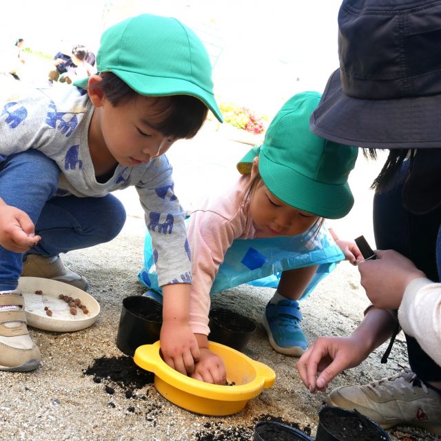 ＊　３歳児　朝顔を植えよう　＊