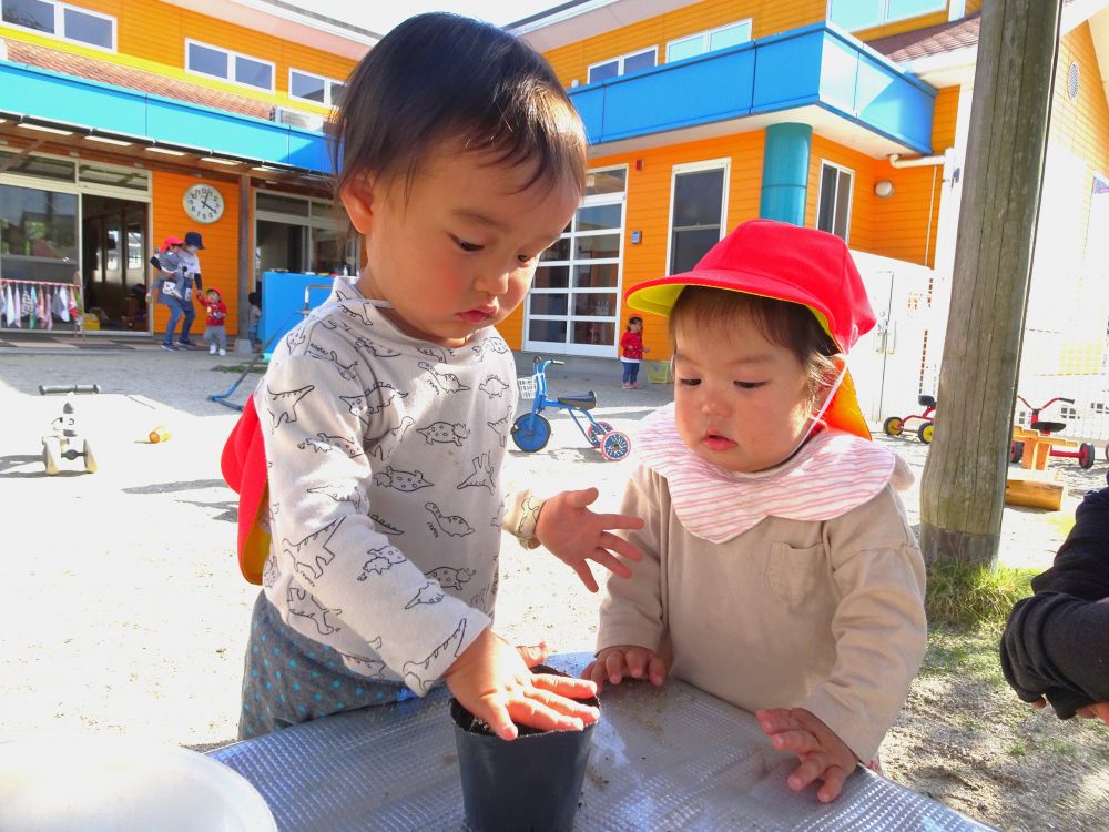 種を入れたら、土の布団をかぶせて・・・

「おおきくなあれ♡」　
手で優しくトントン
トントンするYくんを側でじっと見つめているTちゃん
身体を前に、楽しみに順番まち♪

Yくんのを観察している、Tちゃんです♡