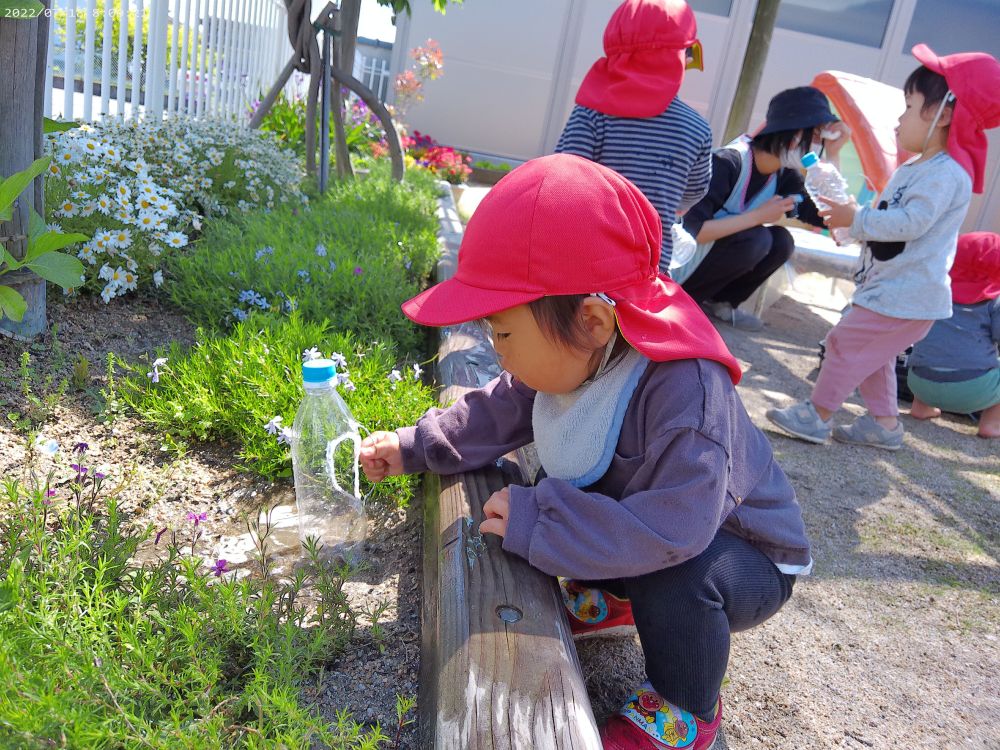 水やりのあとには、水たまりができていて不思議！

水たまりの感触が面白いみたいで、
ジョウロでピチャピチャと遊ぶNくん

みんなそれぞれ楽しい経験になりました♪
きれいな朝顔が咲くといいね！