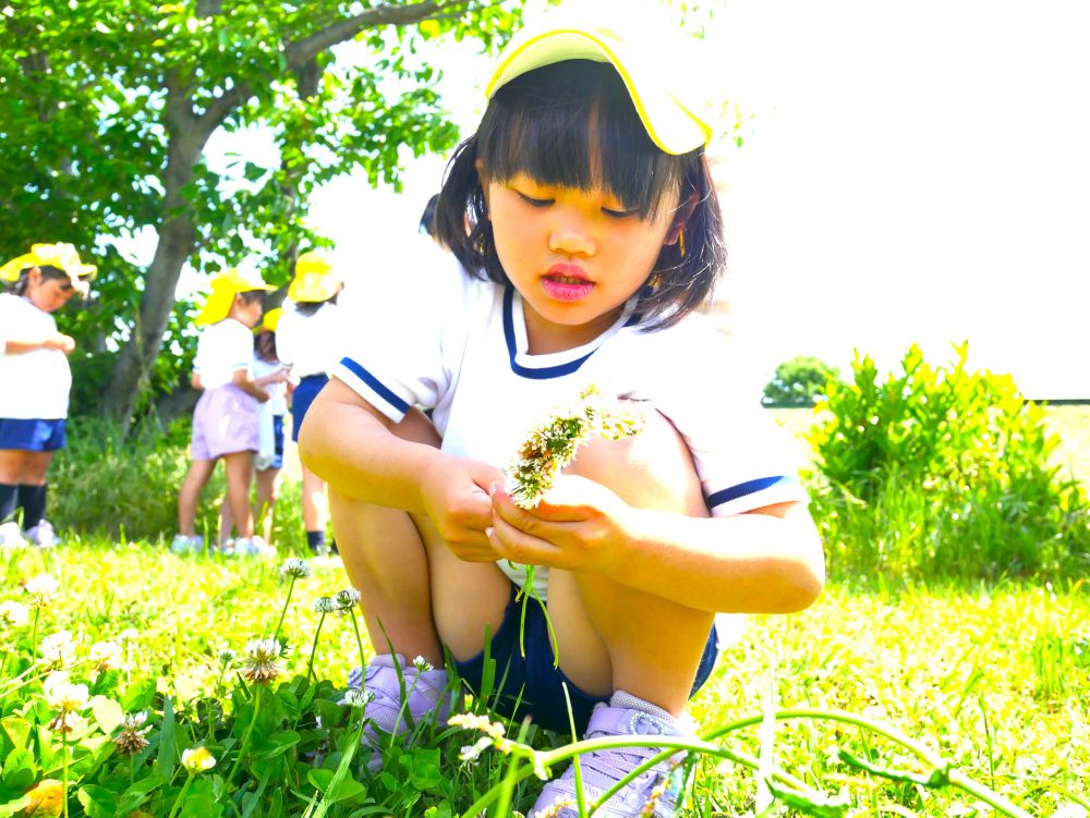 園庭にあるシロツメクサには限りがあり…
一日一日水につけて、続きを作っていたＭちゃん
一面に広がるシロツメクサを見て夢中になって冠作り♪
