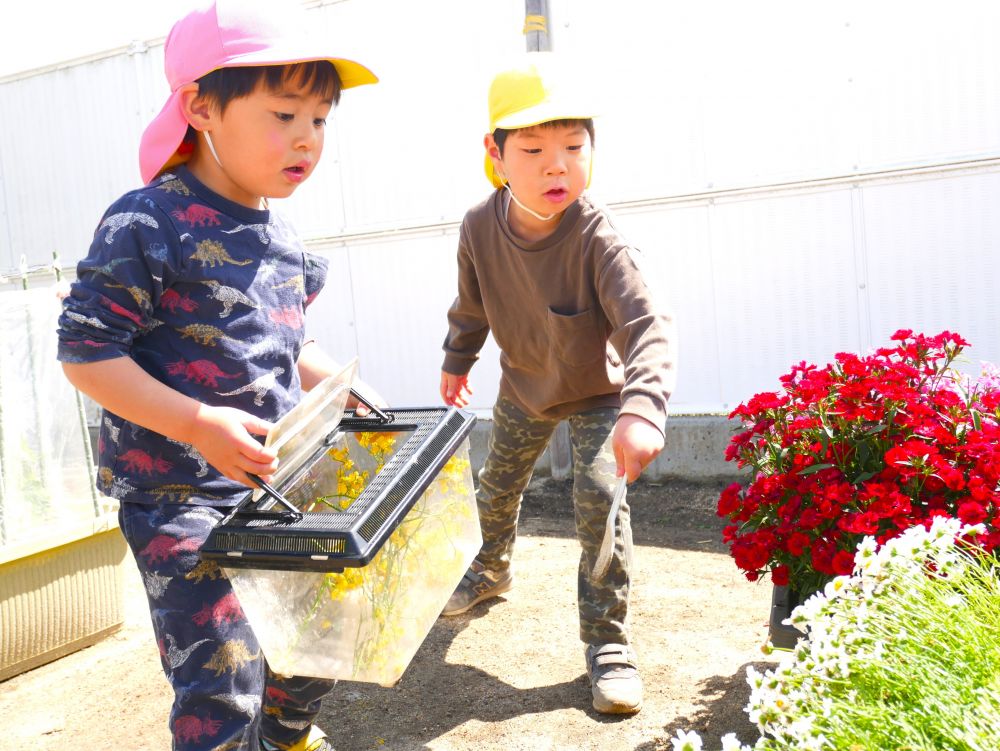 異年齢時との交流で見られる
思いやりと優しさ…♡


走って虫を追いかけるゾウ組さんに
「そーっと！！静かに近づくんよ」
「止まるの待って」
声をかけ一緒に虫探しに夢中♪