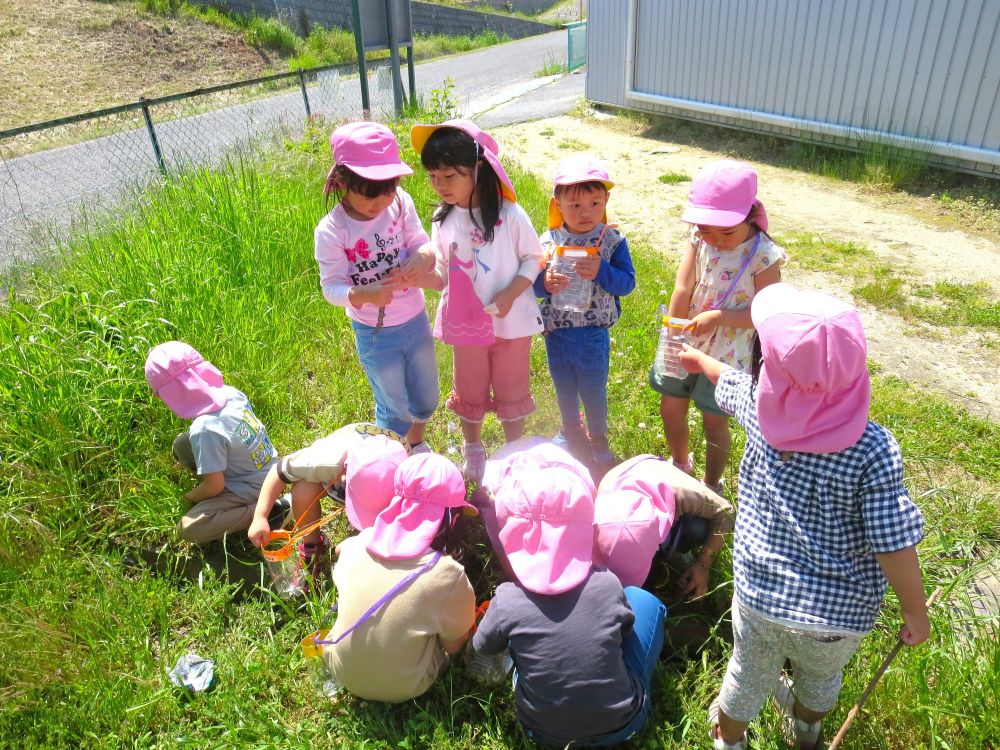 だんごむしやてんとうむし、ミミズなど…
虫が大好きなゾウ組のみんな
見つけて　捕まえて　育てる
生き物を可愛がり、大切にする姿がみられます♡



散歩に行って、一目散に走っていくのは、虫が大量にいる湿った土の所♪
どこに虫がいるのか、どんな所を虫は好むのか、よく知っています