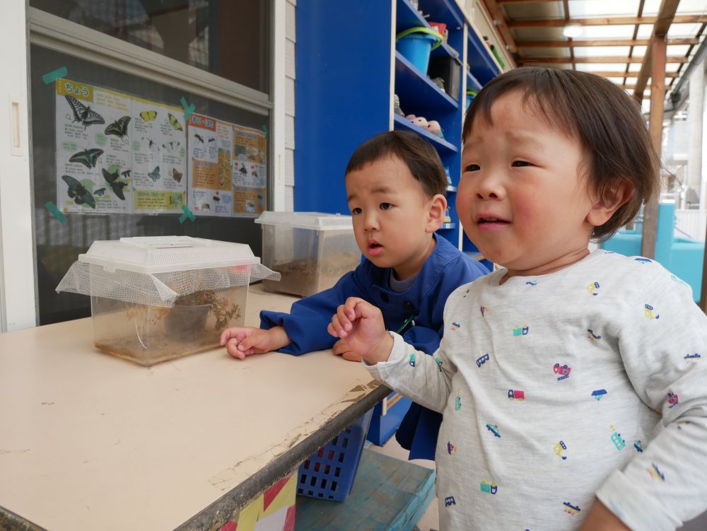 虫の観察や虫を育てることを楽しんでいるリス組さん

以前園庭で見つけた幼虫が・・・
朝登園してみると蝶々に変身していてビックリ！！