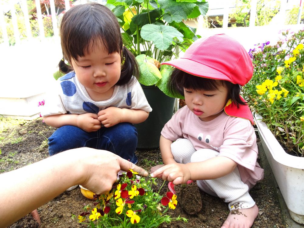 花を植えるのを手伝ってくれる、SちゃんとYちゃん

「花の種だよ」
先生に教えてもらって種をじっくり観察♪
指さしてみたり、並んで見つめてみたり一緒に楽しみます


植えるのも2人で協力！
土をかぶせたり、その友達の様子をじーっと見つめてみたり・・・
一緒ならではの楽しみ方が素敵ですね♡

同じものを植えていても、それぞれ個性が出ていておもしろいです
