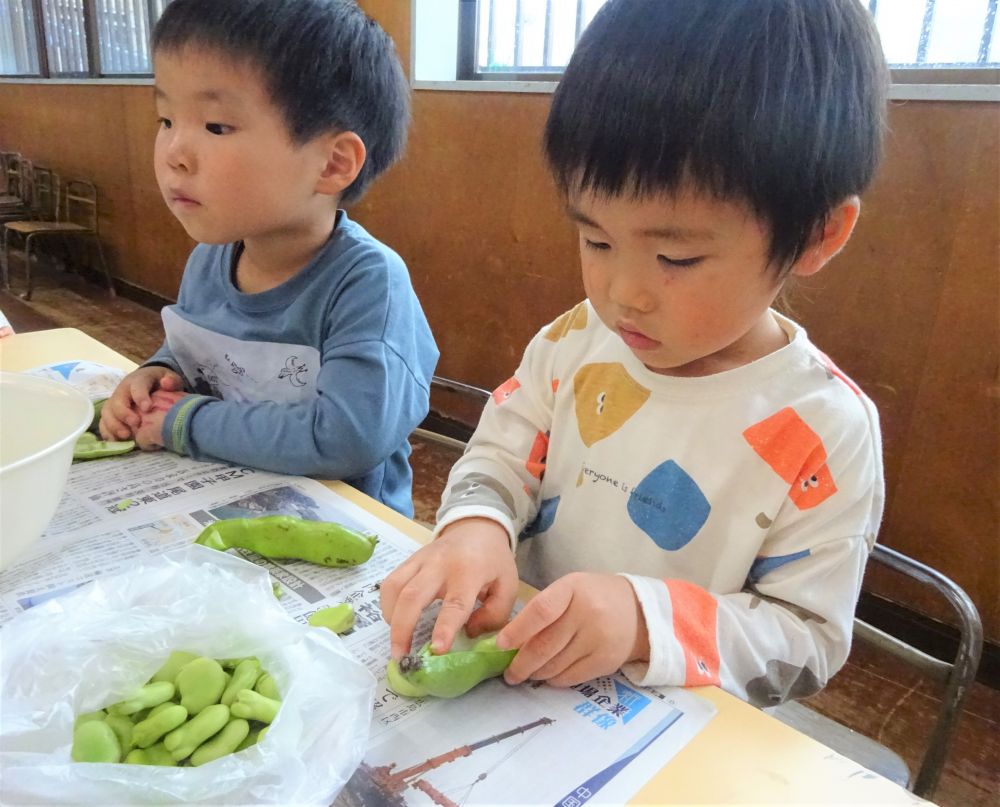 そら豆ってなんで【そらまめ】っていうか知ってる？
と聞くと・・・

｢そらみたいに大きいから？｣

ほんとだ♡大きい豆だから空も大きいもんね～
子ども達の発想は面白くて素敵ですね☆

そらまめはさやが空に向かって伸びるように大きくなるので【そらまめ】と言うよ。
・・・ちなみに熟すとそらまめは下向きになります。

みんな集中して手指を使って剥いてくれました。

