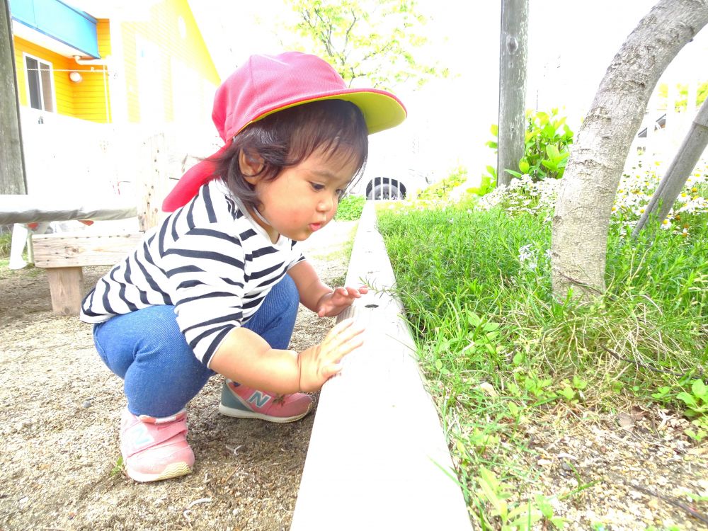 友達が夢中になって虫を探す姿を見て、興味を持ったKちゃん
草むらをじーっと見ていると・・・
「お！？」
たくさんのありを発見！
身を乗り出して、ありの動きを観察中

友達の姿を見て、虫探しの楽しさを知ったね