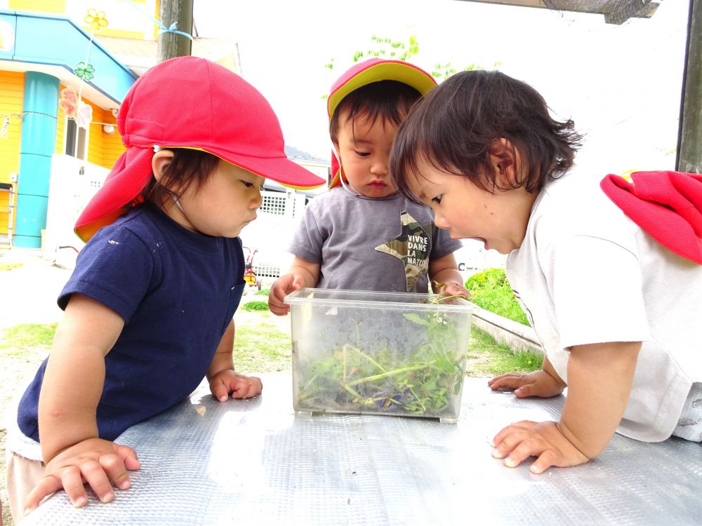 ヒヨコ組の園庭にも、
ツマグロヒョウモンの幼虫が仲間入り♪
覗いてみたり、触ったり、器に入れて近くで観察したり・・・
楽しみ方がたくさんあって、子どもたちの発想の面白さに気づかされます



「あ！」初めて見るツマグロヒョウモンの幼虫に大興奮のRくんとYくん
ビックリして思わずこの表情・・・！

それを見たKちゃんも気になってゆっくり虫かごを覗いてみる・・・
気になるけど少しドキドキする
友達の様子に好奇心をくすぐられたようです♡

