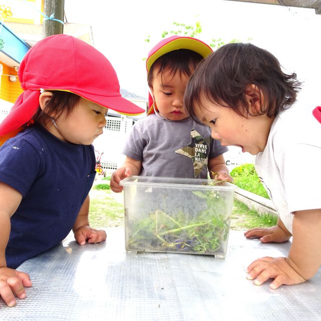 ＊　１歳児　虫に触れて・・・①　＊