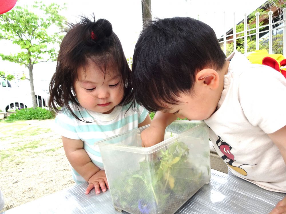 園庭の葉っぱを見つけて持ってきたHくん
よく見ると、虫かごの中に入れてくれています
ツマグロヒョウモンのおうちを作ってくれていたのかな・・・？

「イモ！イモ！」幼虫を指さしたり、ツンツンして感触を楽しみます
Tちゃんもその様子を見て
横で一緒に幼虫をじっと見つめてニコニコ嬉しそうにしていました！