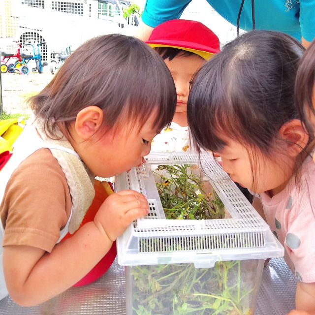 ＊　１歳児　虫に触れて・・・②　＊
