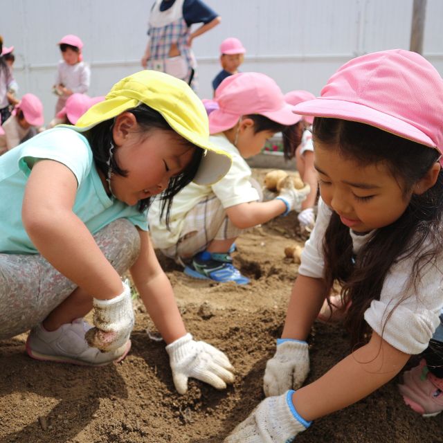 ＊　4歳児   　じゃがいもの収穫②　＊