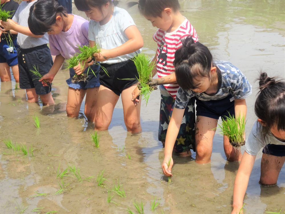 今日はお待ちかねの田植えの日♡
昨日からてるてる坊主を作って楽しみにしていたみんなの気持ちが通じたのか、今日はとっても良い天気に恵まれました。

｢おむすびさんちの田植えの日｣の絵本もしっかり呼んで田植えの仕方もばっちり・・・かな笑

・・・恐る恐る田んぼに足を入れていきます・・・

