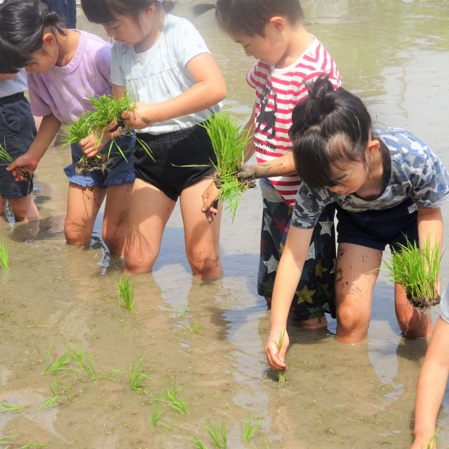 ＊　田植え　5歳児　（門田認定こども園）　＊