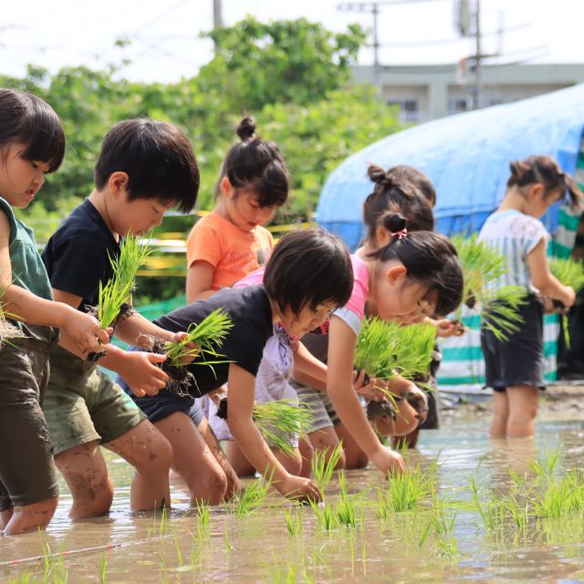 ＊　５歳児　田植え➀　＊