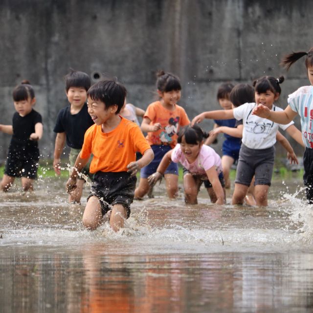 ＊　５歳児　田植え　②　＊
