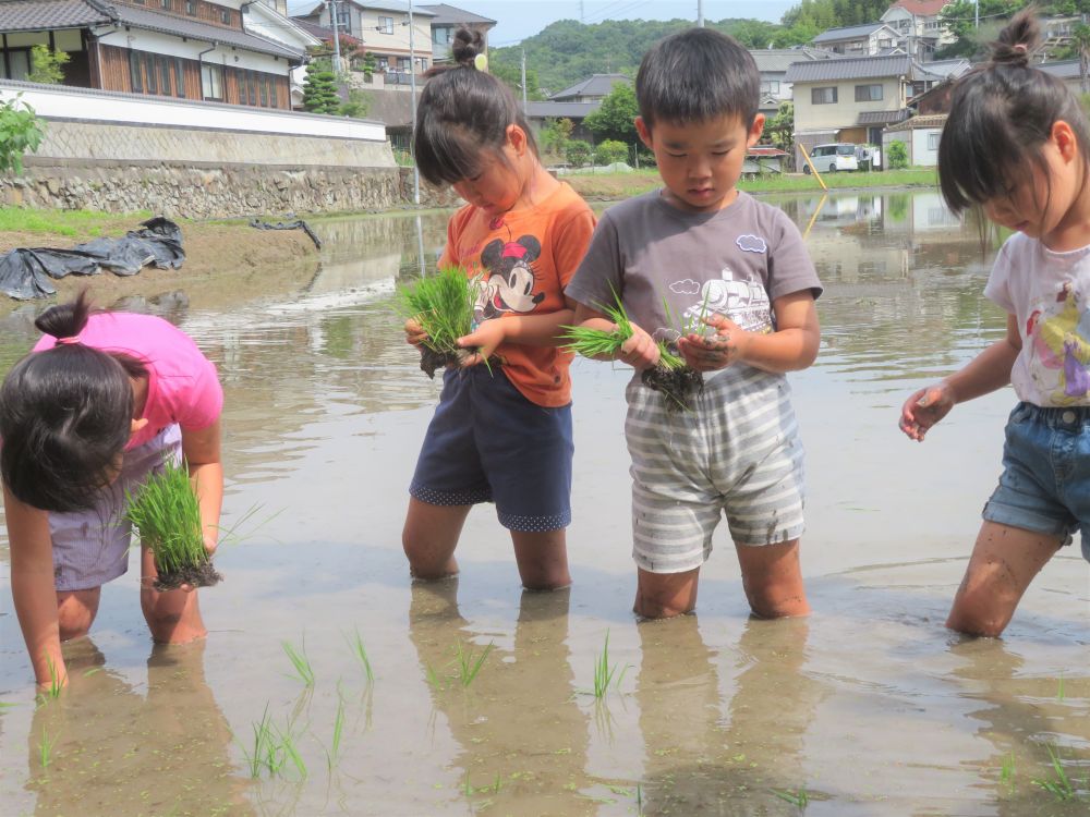 地域の方の協力により、今年も【田植え】という貴重な体験をさせていただきました！

行く前から「たのしみすぎる～！」とわくわくしていたキリン組さん。
泥だらけの田んぼに入るのが苦手な子もいるかな・・と思っていましたが、さすがゆめっこ♡
指の間ににゅるにゅる入ってくる泥も、濁った水もへっちゃらです♪
「きゃ～！つめた～い！」
「あしがしずむ～！」と叫びながらも、顔はニッコニコ♡

泥の感触になれたら、まずは真剣に田植えタイム☆