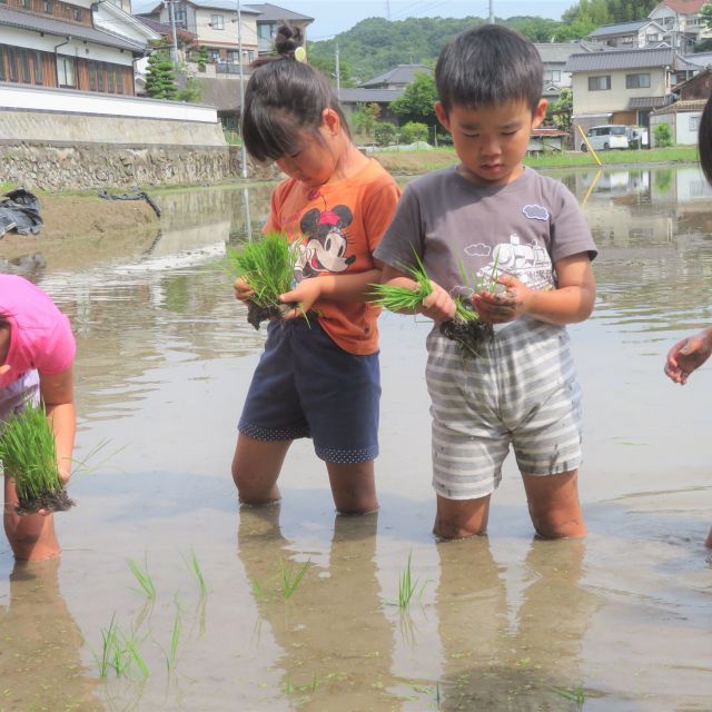 ＊　田植え　（ゆめはうす認定こども園）　＊