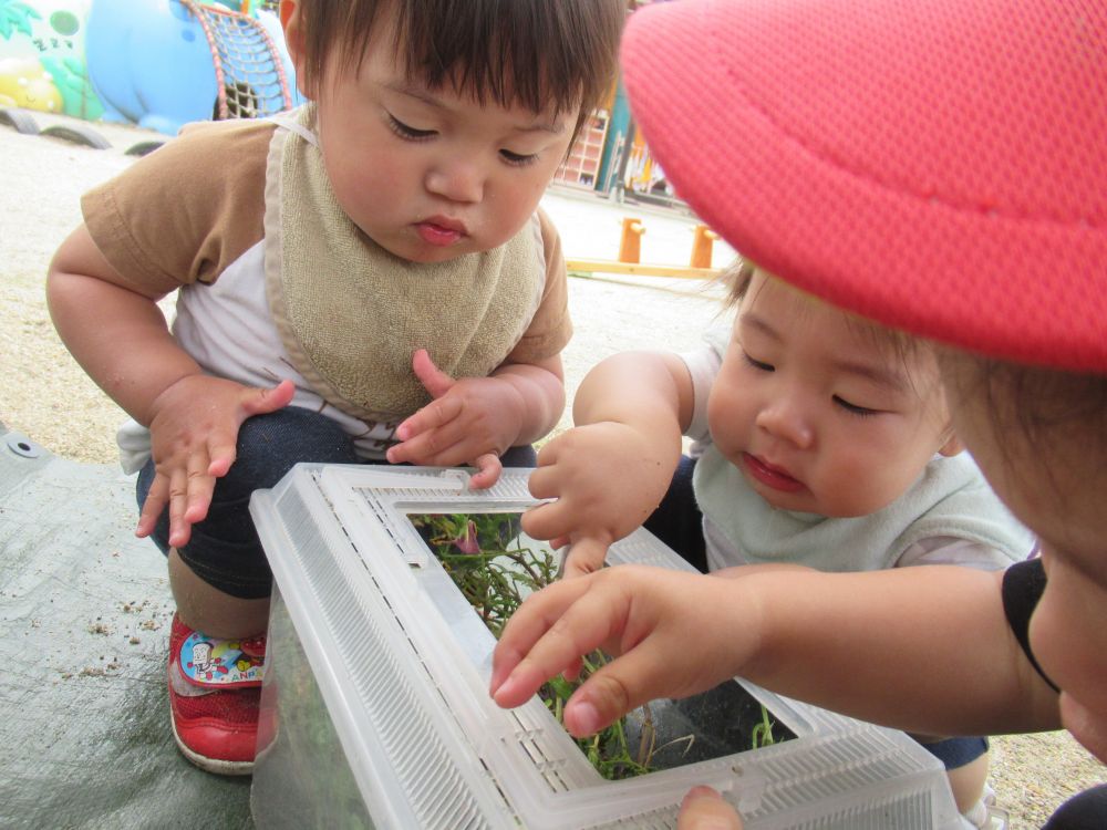 最近、ヒヨコ組さんのしていることや、虫に興味津々！！
ウサギ組の子どもたちは、ワクワクドキドキしながらヒヨコ組さんの中に入って虫遊びに夢中です♡



ヒヨコ組さんが育てているツマグロヒョウモンの幼虫を一緒に観察中！
Nくんは、楽しそうに虫かごに近づき、のぞき込み虫の動きをじっくり観察
虫が楽しそうに動いている様子を見て指差して知らせてくれたりヒヨコ組さんたちと夢中になって楽しんでいます