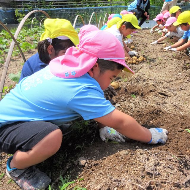 ＊　菜園活動　4歳児　5歳児　（門田認定こども園）　＊