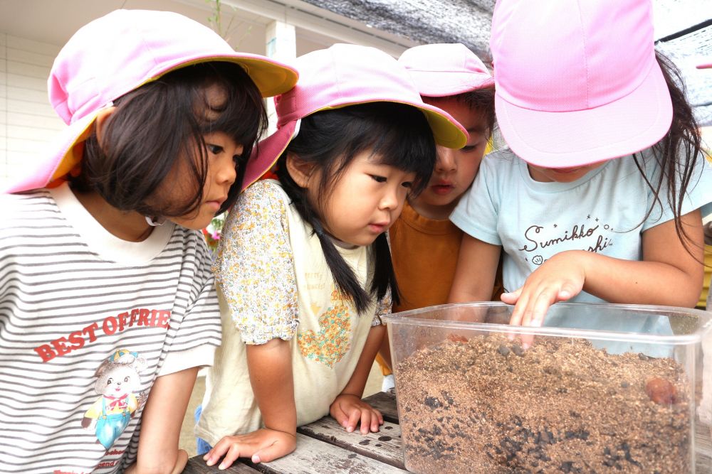 「まだこの中にも
　カブトムシのさなぎとか幼虫いるかな？」
「出てくるの楽しみじゃね♡」
「出てきたら、カブトムシのゼリーあげようや♡」
成虫になるのが楽しみ様子♡