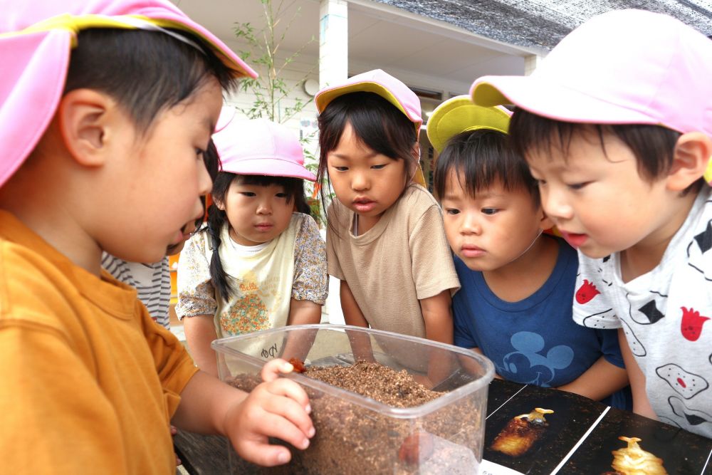 生き物と関わりながら遊ぶ中で
新しい出会いや発見があって面白い



昨日まで幼虫だったけれど・・
飼育ケースを見てみると変化が・・！

「なんか形がかわっとる」
「さなぎになったんよ！」
「もっと大きくなったら、
　もっとかっこいいカブトムシになるんよ」
カブトムシの成長が楽しみで
目を輝かせながら会話する♡
