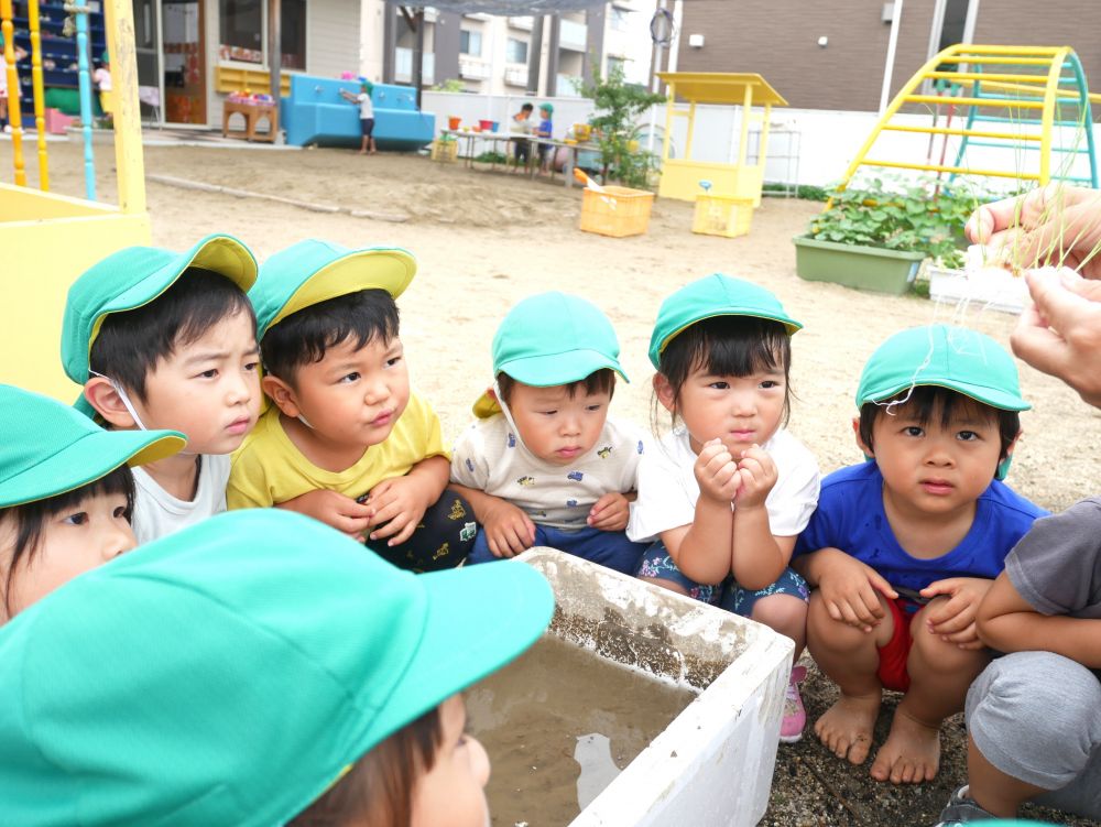 田植えを通して・・・
少しでも食育に興味を持ち食べることが楽しい！
食への感謝の気持ちが持てるようになると良いと感じています



先生　『これみんなが育てたお米の苗よ』
子ども『え～？』
先生　『これを植えたらお米になるんよ』
子ども『植えたい♡』
興味を持って真剣に話を聞いています
