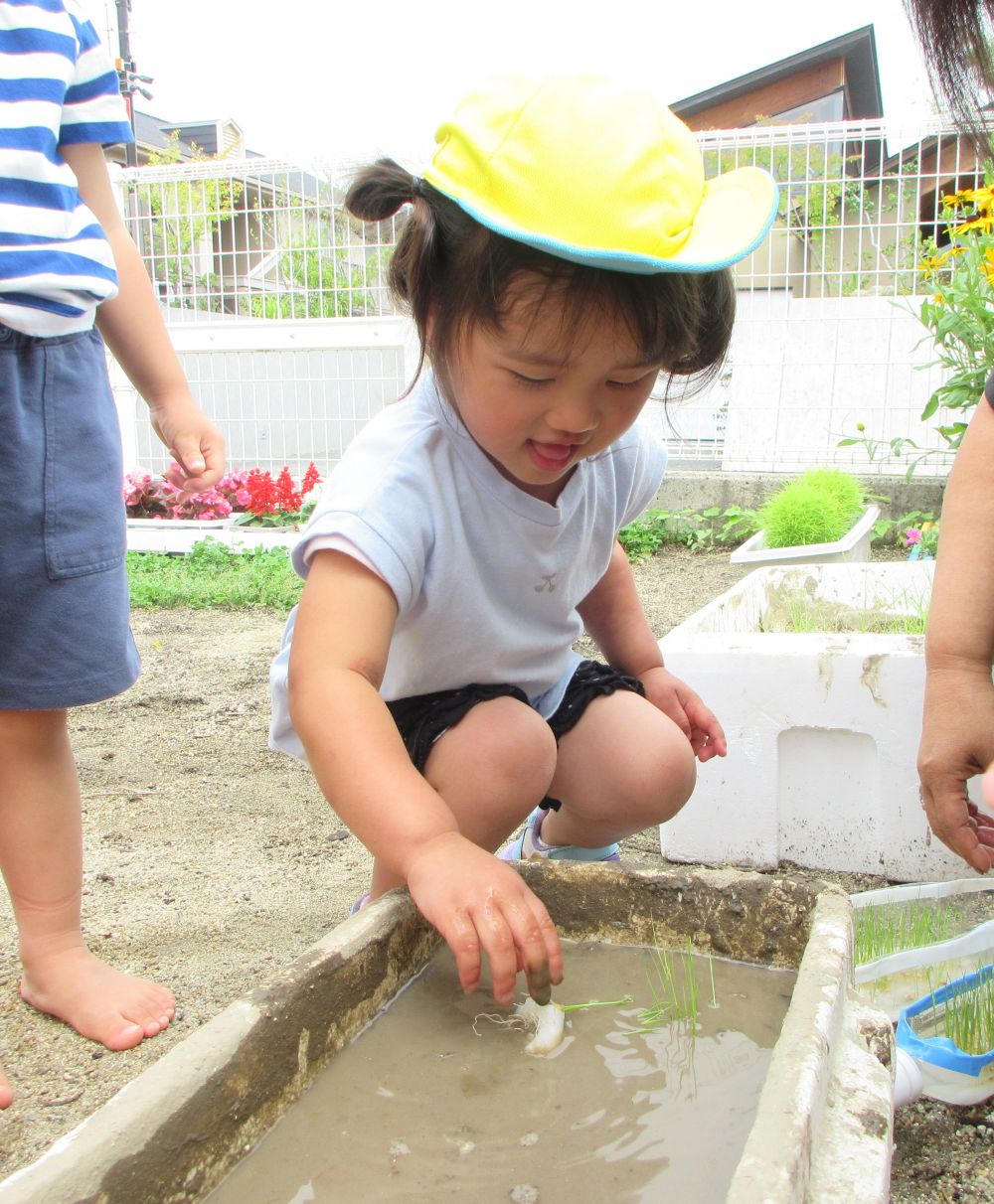 ”この草をなんでここに入れるんだろう？”
”どうすれば上手に植えられるの？”
不思議そうな表情の子ども達が稲植えに挑戦しました



稲を持ってくるとすぐに
「先生何するん？」
「やりたい！」
さっそく田植えに挑戦！！

