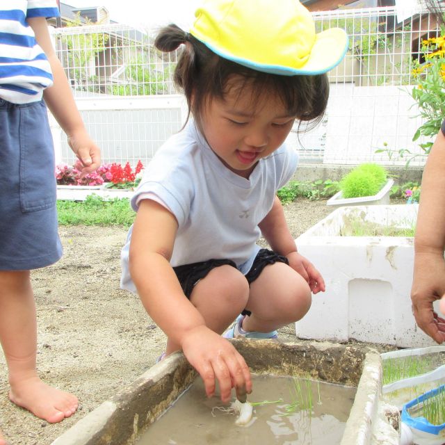 ＊　２歳児   　稲植え　＊