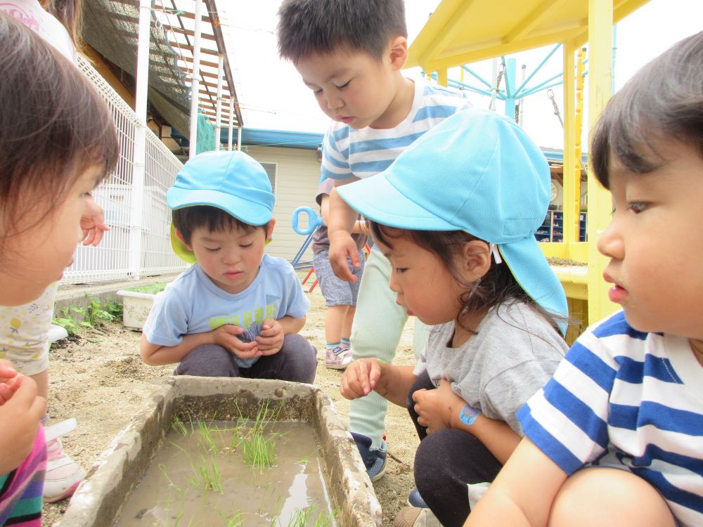 なかなか上手く植えられないよ…
稲が上手に立たないなぁ…
指先でそっと稲を持ち試行錯誤…

「あ～また倒れた」
「難しいね～」
「ベチャベチャじゃん！」
「水が冷たいよ触ってみ！」

稲植えでたくさんの事を感じ
言葉にしながら友達と共感する