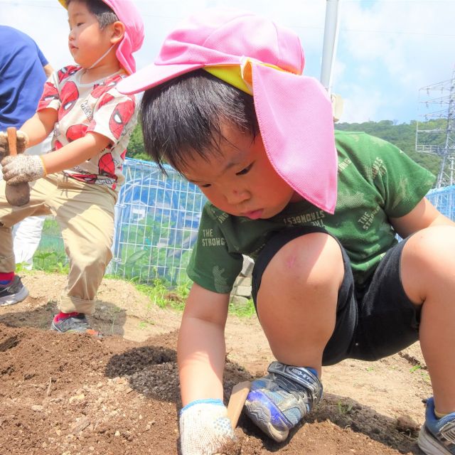 ＊　菜園活動　4歳児　5歳児　（門田認定こども園）　＊