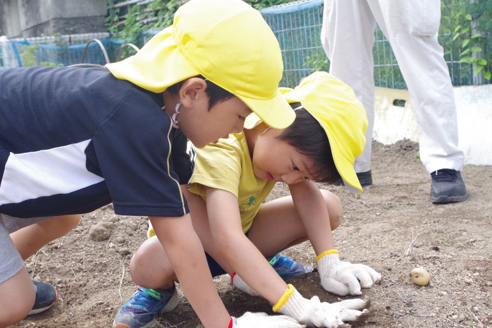 
ゾウ組の時に植えたじゃがいもをいよいよ収穫！！
張りきっていたキリン組さん！！

菜園活動も手慣れた様子で、

Yくん「ここにもっとありそうなんよ」
Kくん「じゃあ一緒に掘ろうよ！」

協力プレーで次々じゃがいもを発見☆