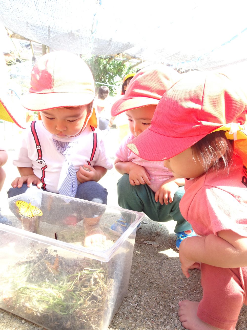 ついこの間まで、幼虫だったツマグロヒョウモン
幼虫の姿を見て、触れて観察したり、さなぎになったのを不思議そうに見つめたり・・・
子どもたちが色々なことを発見するうちに、ちょうちょに大変身☆



むしかごの蓋をあけて見てみると・・・
「あ！」　「ちょうちょおった！」
サナギからちょうちょになった姿を見て、真剣な表情で釘づけ♡
