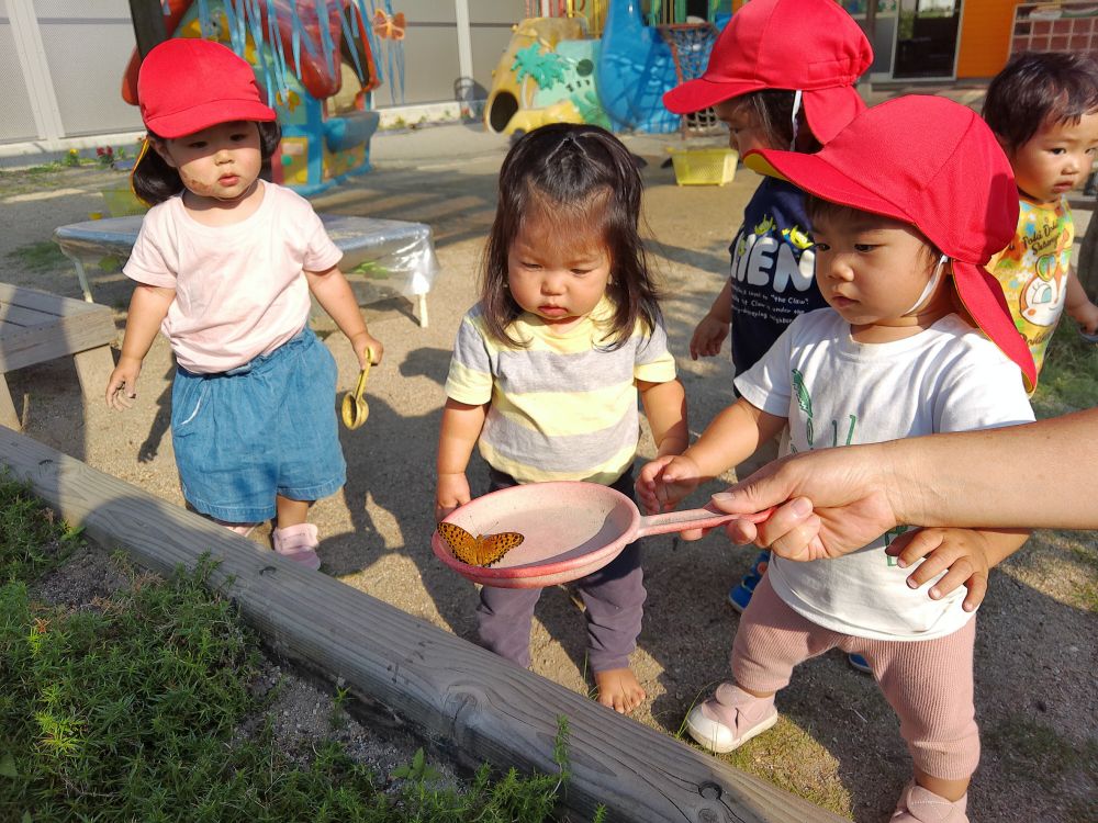 今度は器に入れて近くで見てみる・・・

ツマグロヒョウモンが羽をひらひらさせるたびに
「ん！」　と指さしてみつめています

ちょうちょの1つひとつの動きが面白くって目が離せない・・・！
