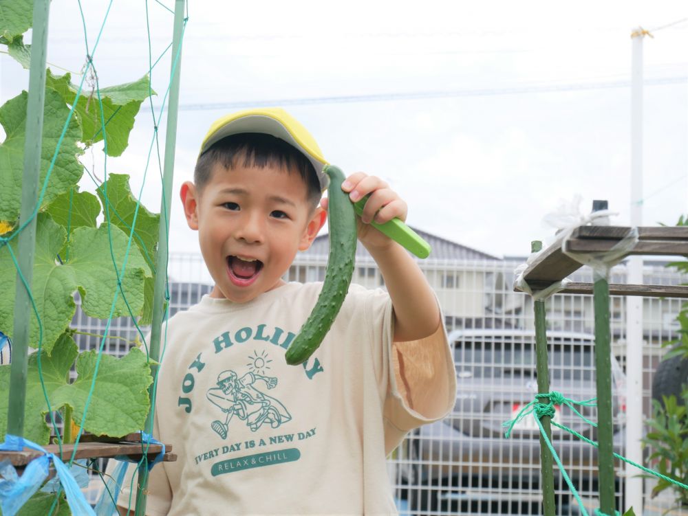 【キリン組】
４月に夏野菜を植えてから２ヶ月あまり。嬉しいことに、ぽつぽつと実がつき始めました♡最初に収穫できたのはミニトマト！毎日のように１個・・２個・・と子ども達が収穫しています。

そして昨日の夕方には、１本目のきゅうりも！
収穫の瞬間の子ども達、にっこにこです♡
今朝、きゅうりがもう１本採れました。実はこのきゅうり、とても特別なきゅうりで・・・

