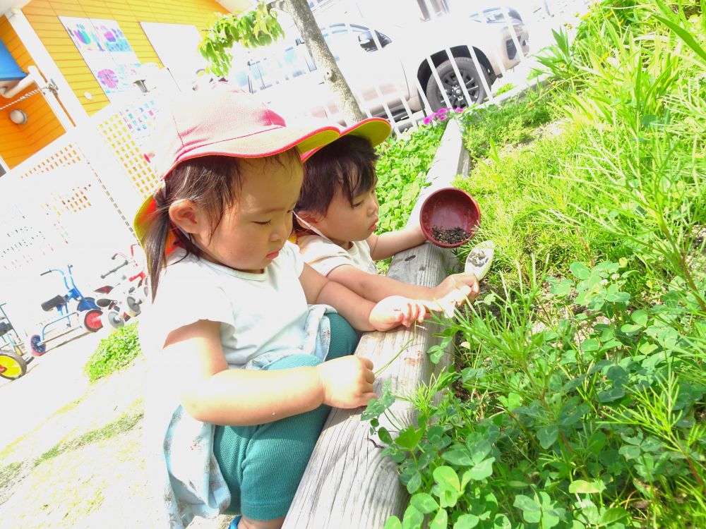 シロツメクサの茎を見つけたKちゃん
じーっと見つめて、何か考えている様子・・・