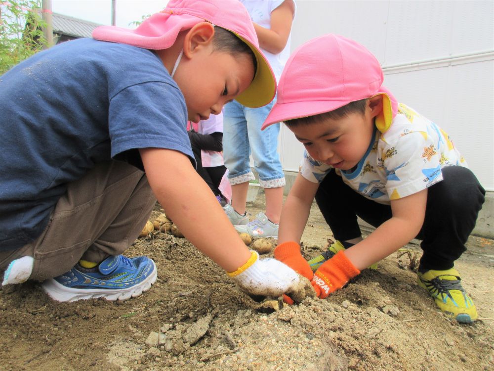 【6月23日　ゾウ組クッキング】
今月に入り、園庭で育てていた“じゃがいも”を収穫したゾウ組さん。
給食で、肉じゃが・ポテトサラダ・ポトフ、、、と色んな料理に使ってきましたが、
クッキングでは、自分たちのおやつ“いももち”作りに挑戦です♪

たくさん収穫したじゃがいも。大きいものも、小さいものも、今日はぜーんぶ、使います！