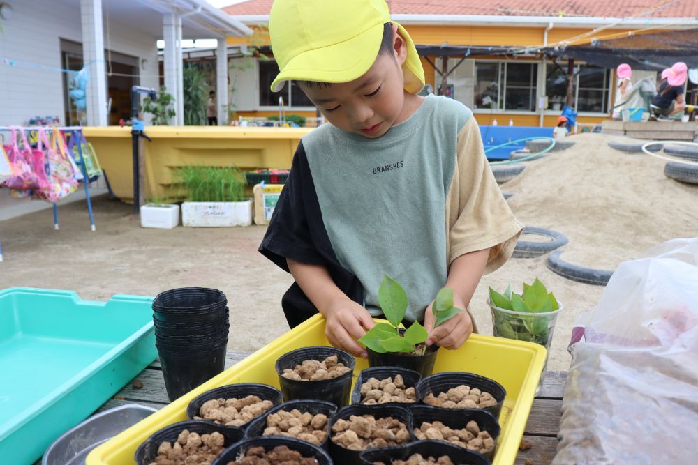 園庭のブルーベリーの木に実がなり、収穫して夏の味を楽しむゆめっ子たち
そんな中、自分の家でもブルーベリーを育てたい
そしたら沢山ブルーベリーを食べられる！

でもブルーベリー苗が無い・・・
無いなら増やそう！