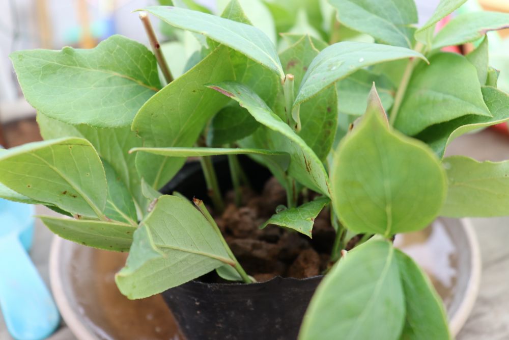 赤玉土に挿しました
鉢植えでも実は生るので家庭でも栽培できます

成功するか分かりませんが、失敗しても失うモノは特になし！
食いしん坊の夢を膨らませ挿し木にチャレンジ


