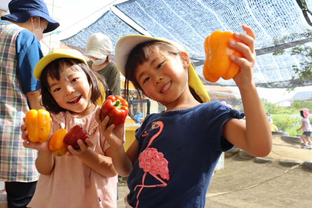 毎年年長さんが夏野菜を植えていますが、今年は少し変わった野菜を植えています
その中の１つ、「パプリカ」です
黄色と赤が鮮やかですが、ここまで来るのに見えない苦労が多々ありました
パプリカの色が緑から赤や黄色に変わりかける頃、、何度も虫や鳥に食べられて半ばあきらめムードでしたが、ようやく立派なパプリカを収穫できました